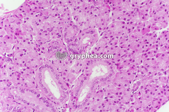 Parotide x100 - gryphea.org